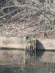 Cinclus cinclus cinclus