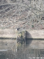 Cinclus cinclus cinclus