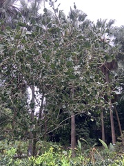 Ficus krishnae