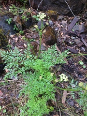 Ligusticum grayi