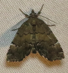 Cutina aluticolor