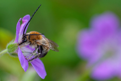 Eucera longicornis
