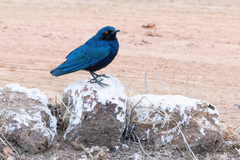 Lamprotornis chalcurus