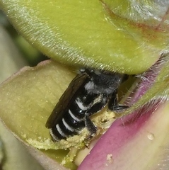 Megachile exilis