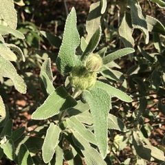 Salvia officinalis