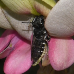 Megachile exilis