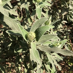 Salvia officinalis