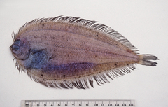 Blackspotted Flounder photo 1
