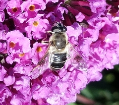 Eristalis alpina