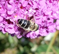 Eristalis alpina