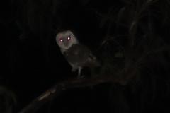 Tyto alba delicatula