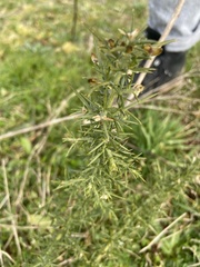 Ulex europaeus