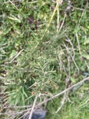Ulex europaeus