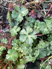 Geranium lucidum