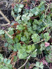 Geranium lucidum