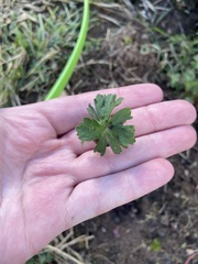 Geranium lucidum