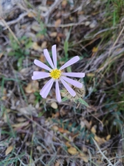 Aster willkommii