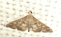 Nacoleia rhoeoalis