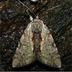 Catocala insolabilis