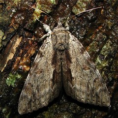 Catocala insolabilis