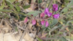 Polygala nicaeensis