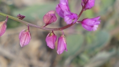 Polygala nicaeensis