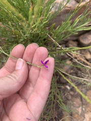 Polygala uncinata