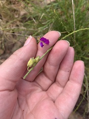 Polygala uncinata