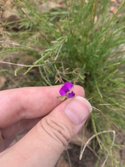 Polygala uncinata
