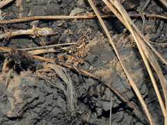 Titanio normalis