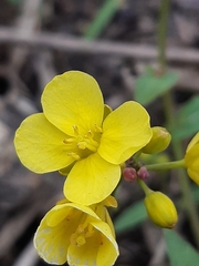 Diplotaxis tenuifolia