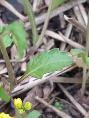 Diplotaxis tenuifolia