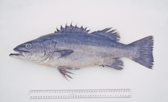 Polyprion oxygeneios