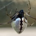 Arañas Gotas de Rocío - Photo (c) pimelea, algunos derechos reservados (CC BY-NC), subido por pimelea
