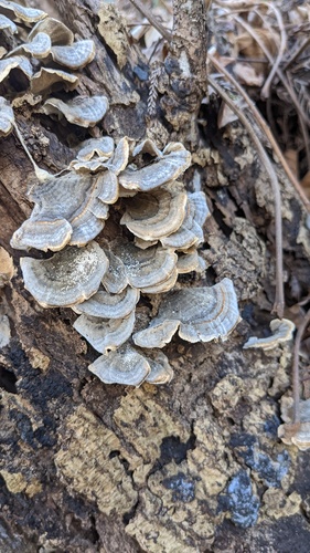 Trametes versicolor