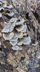 Trametes versicolor