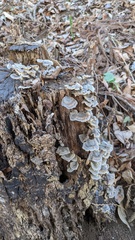 Trametes versicolor