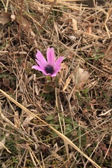 Anemone hortensis