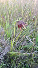 Fritillaria biflora ineziana