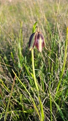 Fritillaria biflora ineziana