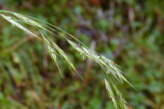 Bromus morrisonensis
