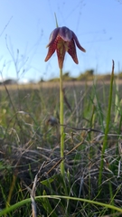 Fritillaria biflora ineziana
