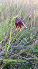 Fritillaria biflora ineziana