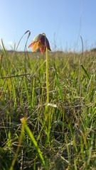 Fritillaria biflora ineziana
