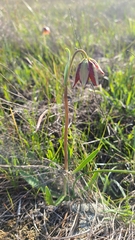 Fritillaria biflora ineziana