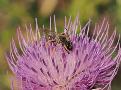 Halictus sexcinctus