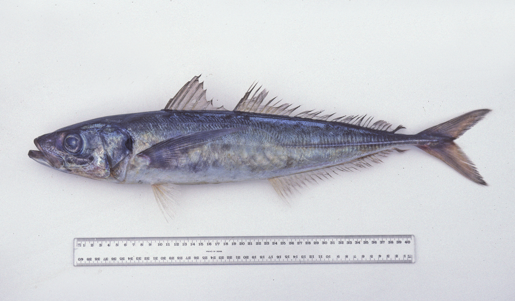Photo of Chilean jack mackerel (Trachurus murphyi)
