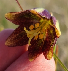 Fritillaria biflora ineziana