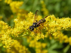 Cerceris arenaria