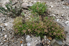 Thymus dzevanovskyi